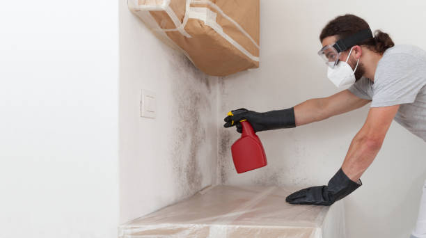 Professional Basement Mold Removal technician working in Takoma Park, MD
