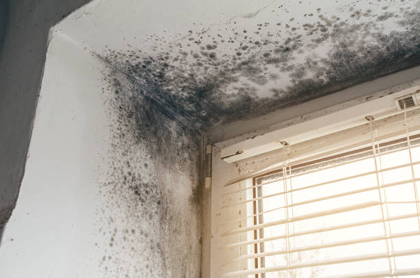 Affordable Basement Mold Removal solutions in Takoma Park, MD