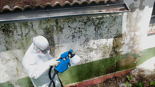 Top rated local Basement Mold Removal specialists in Takoma Park, MD